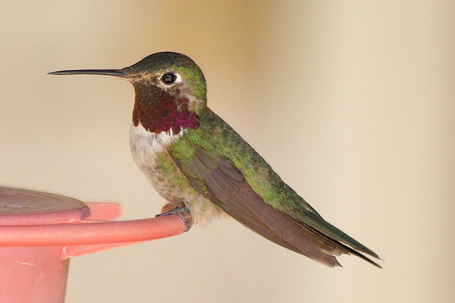 Broad-tailed Hummingbird