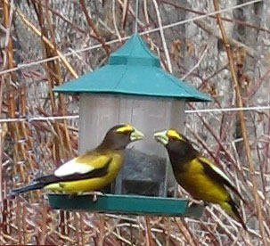Evening grosbeak
