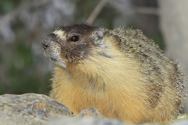 Yellow-bellied marmot